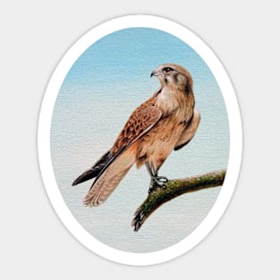 Brown Falcon Sticker